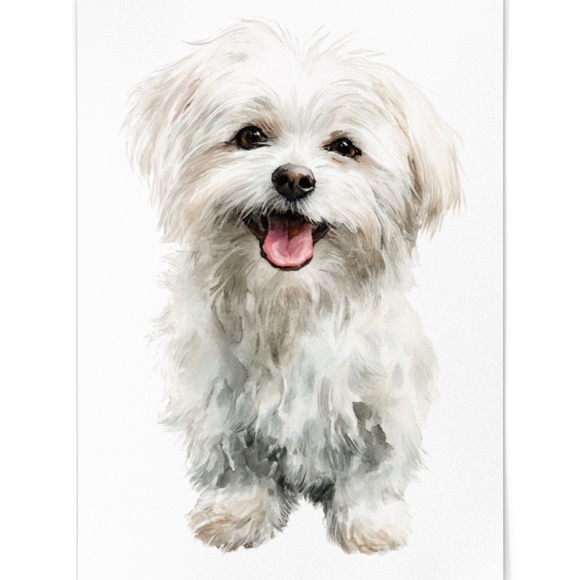 Watercolor White Maltese Dog Portrait Wall Art Print Poster, Unframed - Picture 2 of 6